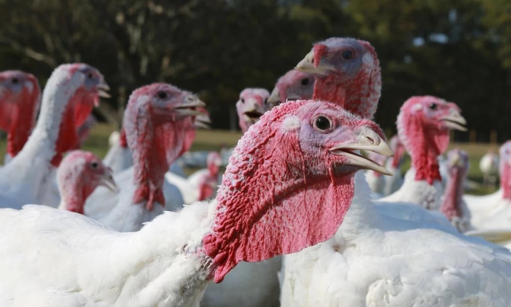 Σαλμονέλα: Πως να την ξεχωρίσετε από την γαστρεντερίτιδα